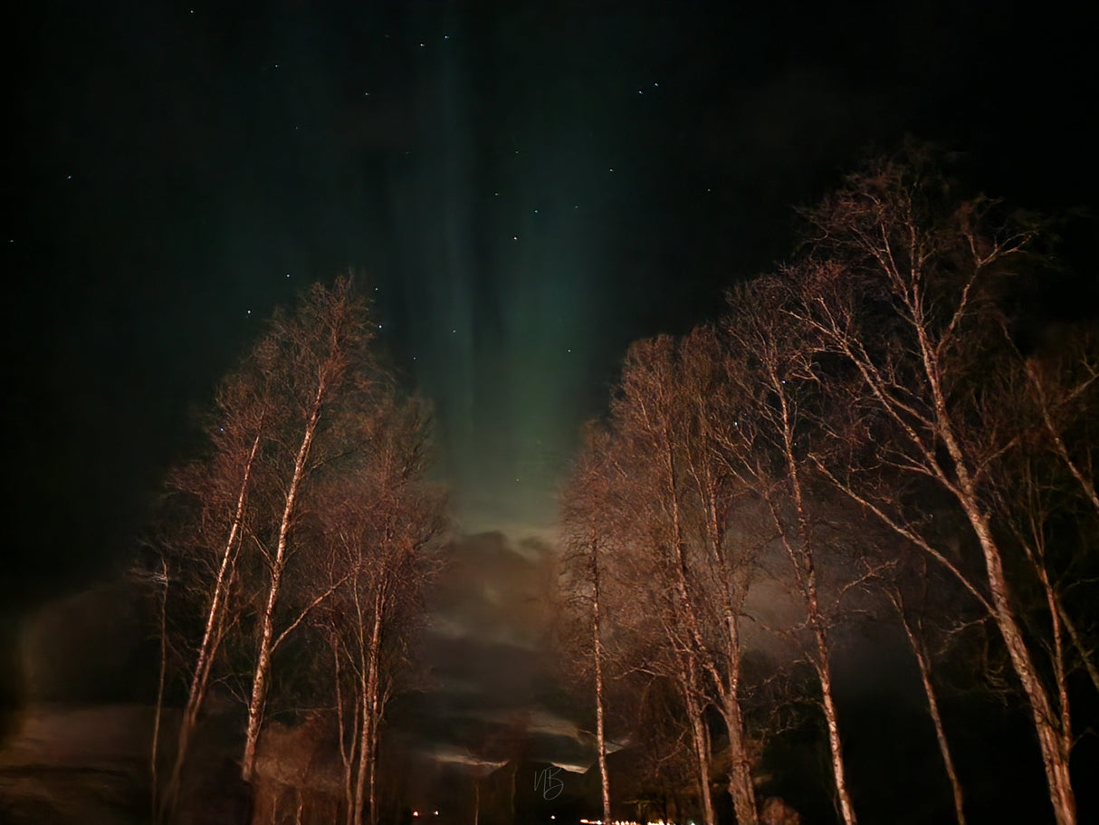 #0017 - Les aurores boréales derrière une forêt norvégienne